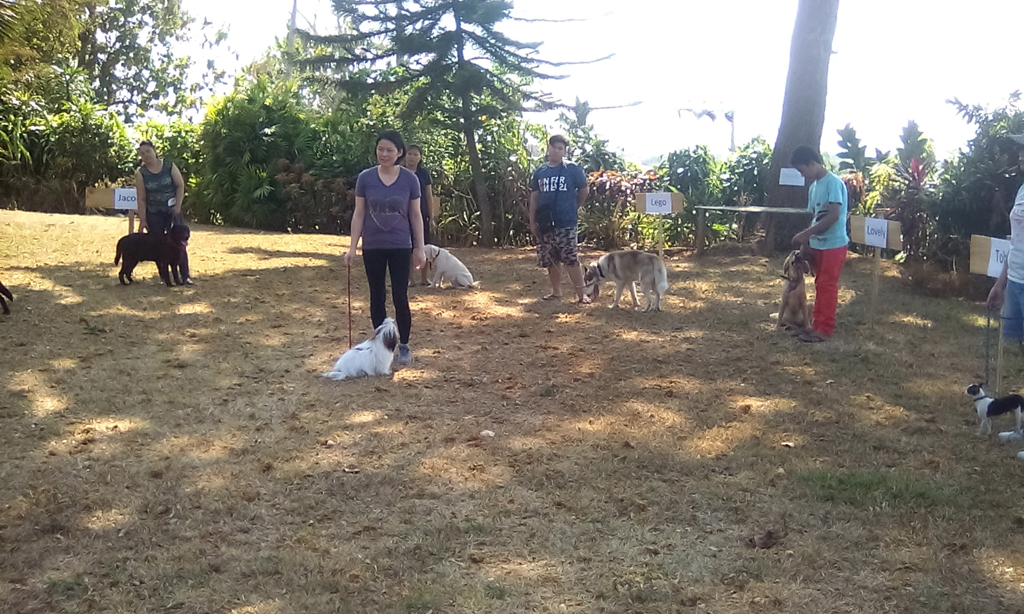 Dog group training Cagayan de Oro City